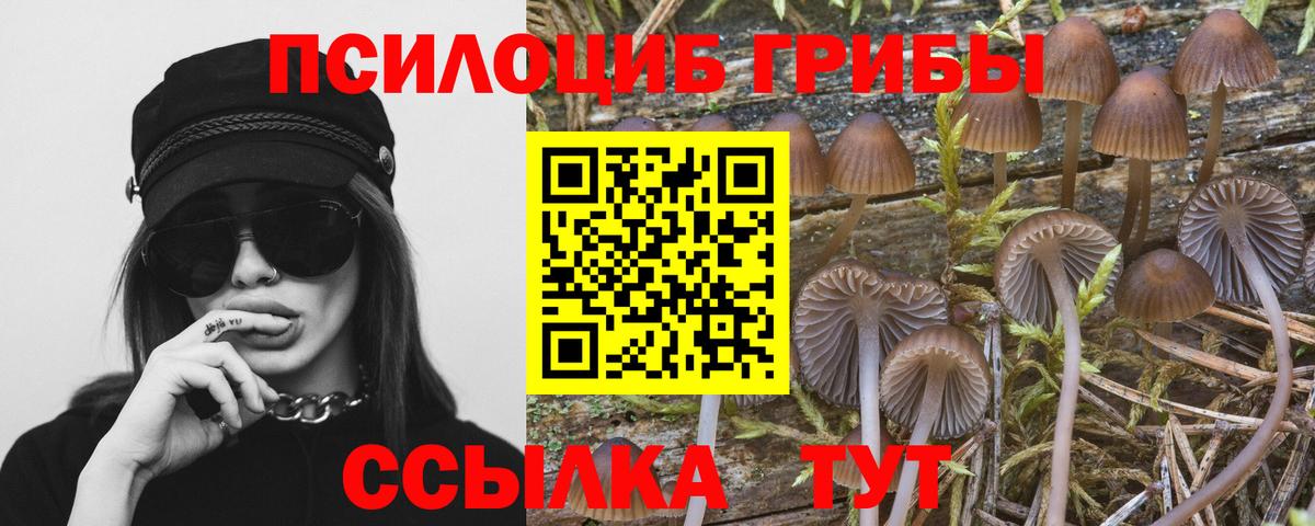 Альметьевск  Галлюциногенные грибы Psilocybe  Вход с VPN 